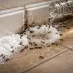 Доказан трик със сода за хляб и оцет, за да се отървете напълно от мравките през пролетта dokazan-trik-sas-soda-za-hlyab-i-otset-za-da.png