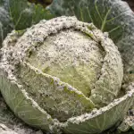 Как да спасим реколтата от есенно зеле от нападение от белокрилка с прост и доказан метод kak-da-spasim-rekoltata-ot-esenno-zele-ot-napadenie-ot.png