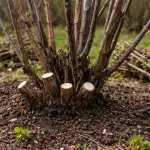 Основната тайна на пролетното подрязване на касиса за безпрецедентна реколта от плодове osnovnata-tayna-na-proletnoto-podryazvane-na-kasisa-za-bezpretsedentna-rekolta.png