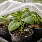 Спасяване на разсада от патладжан от пролетното слънце с прост метод spasyavane-na-razsada-ot-patladzhan-ot-proletnoto-slantse-s-prost.png