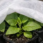 Тайната за предпазване на разсада от патладжан от увяхване под пролетното слънце taynata-za-predpazvane-na-razsada-ot-patladzhan-ot-uvyahvane-pod.png