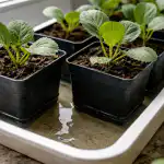 Тайната за предпазване на разсада от внезапно изсъхване на перваза на прозореца taynata-za-predpazvane-na-razsada-ot-vnezapno-izsahvane-na-pervaza.png