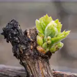 Тайните причини за празните лози след пролетните застудявания и план за спасяване taynite-prichini-za-praznite-lozi-sled-proletnite-zastudyavaniya-i-plan.png